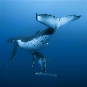 Observez les baleines à bosse